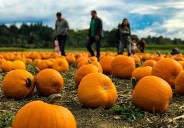 fall activities- pumpkin patch